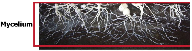 mycelium