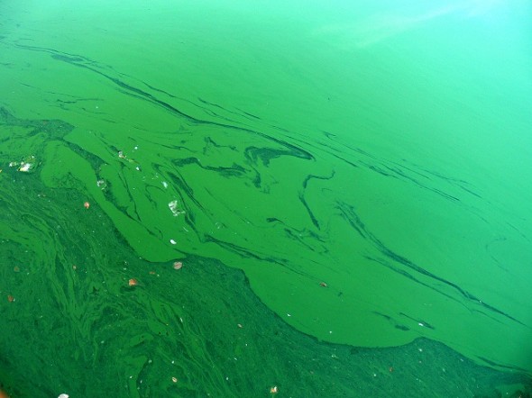 9.12.14-Blue-Green-Algae-Causing-Dog-Deaths1-590x442