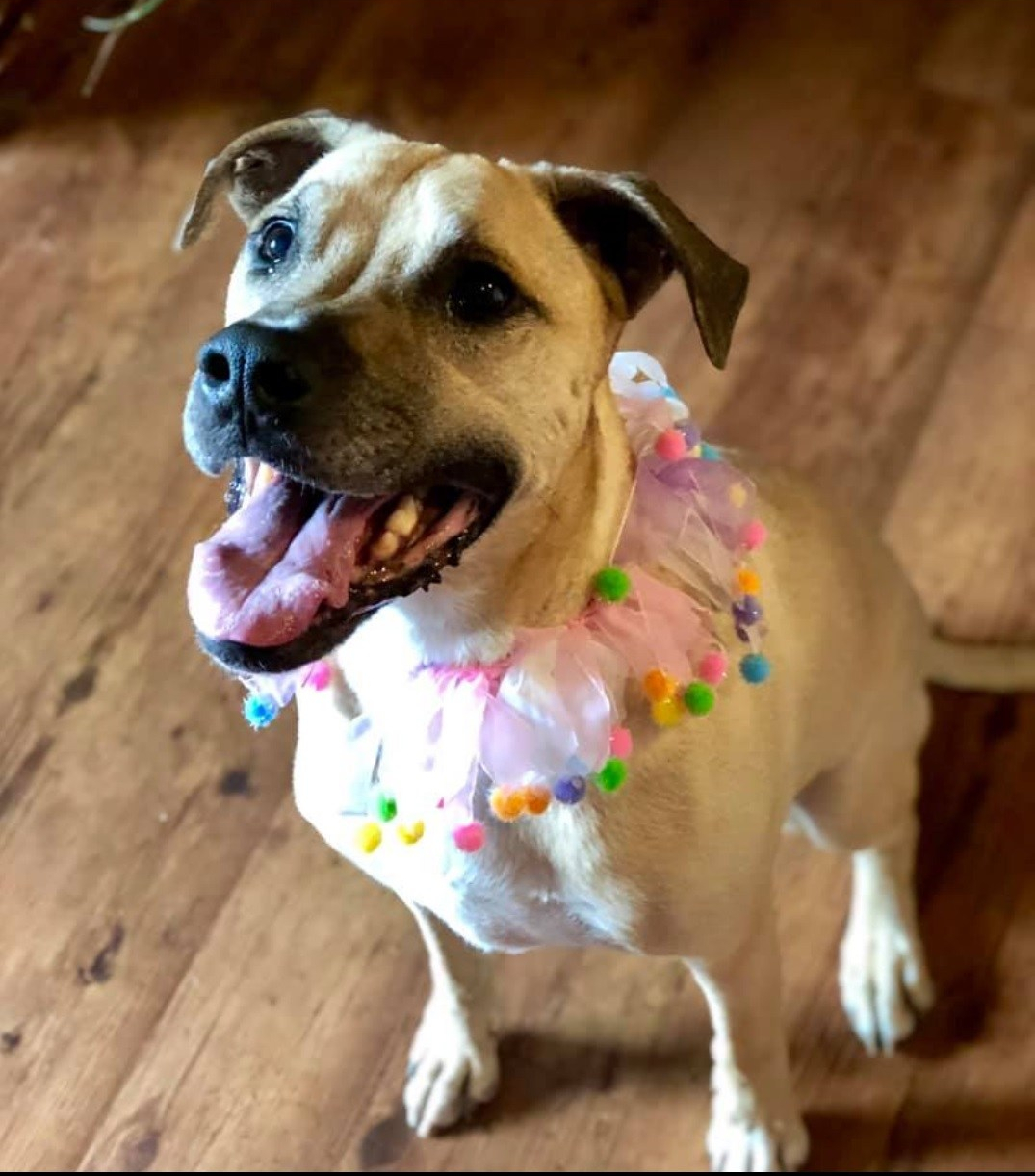 picture of dog living with cancer