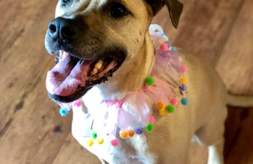 picture of dog living with cancer