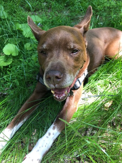 nico Anne Chen osteosarcoma