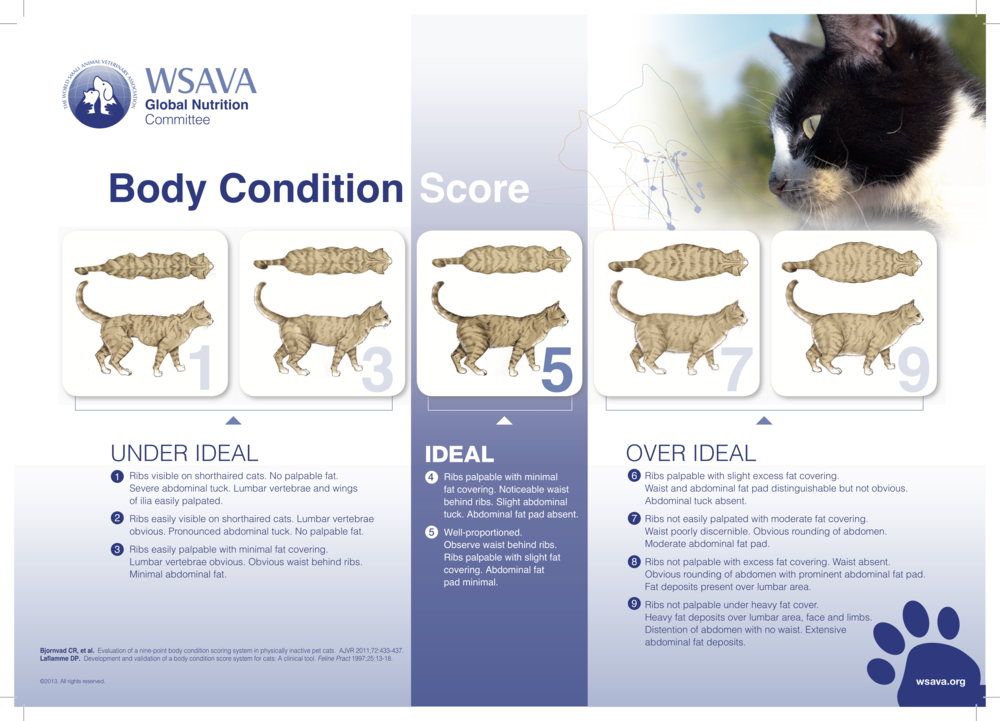 https://ketopoweredk9.com/wp-content/uploads/2020/07/16141-bodyconditionscorechartcats.png