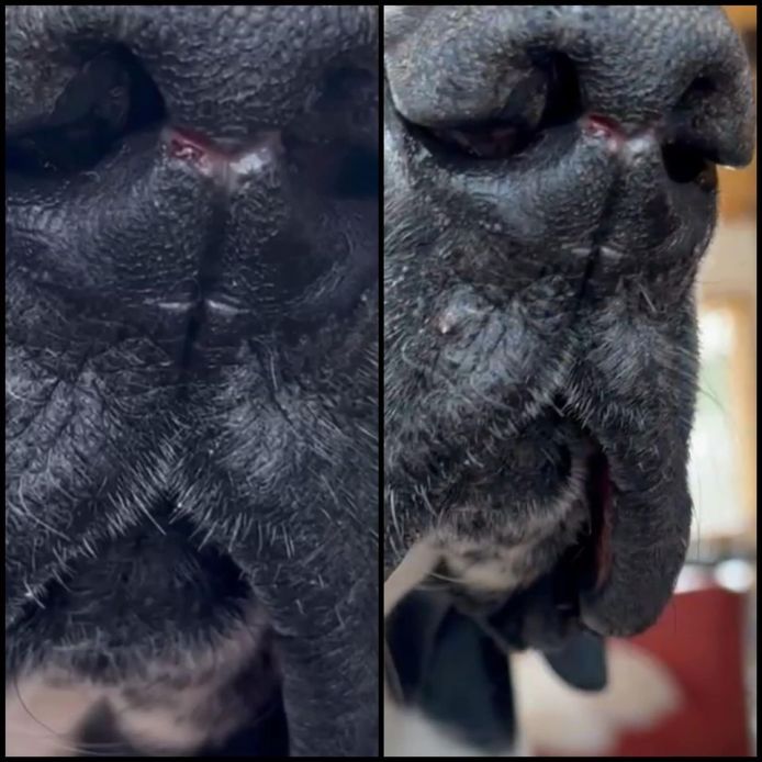 kristieDrivernosewound